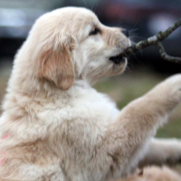 Tangleloft Golden Retriever puppies