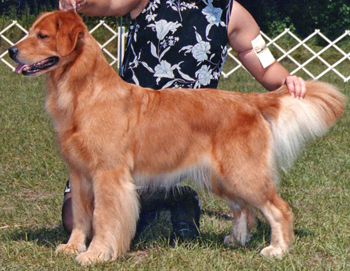 tangleloft male golden named vegas