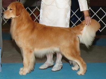 tangleloft male golden named vegas