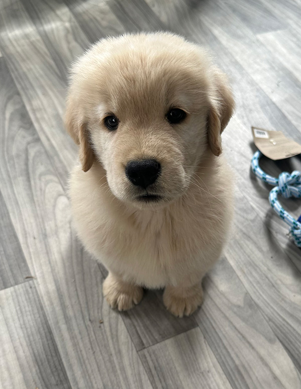 prince as a puppy