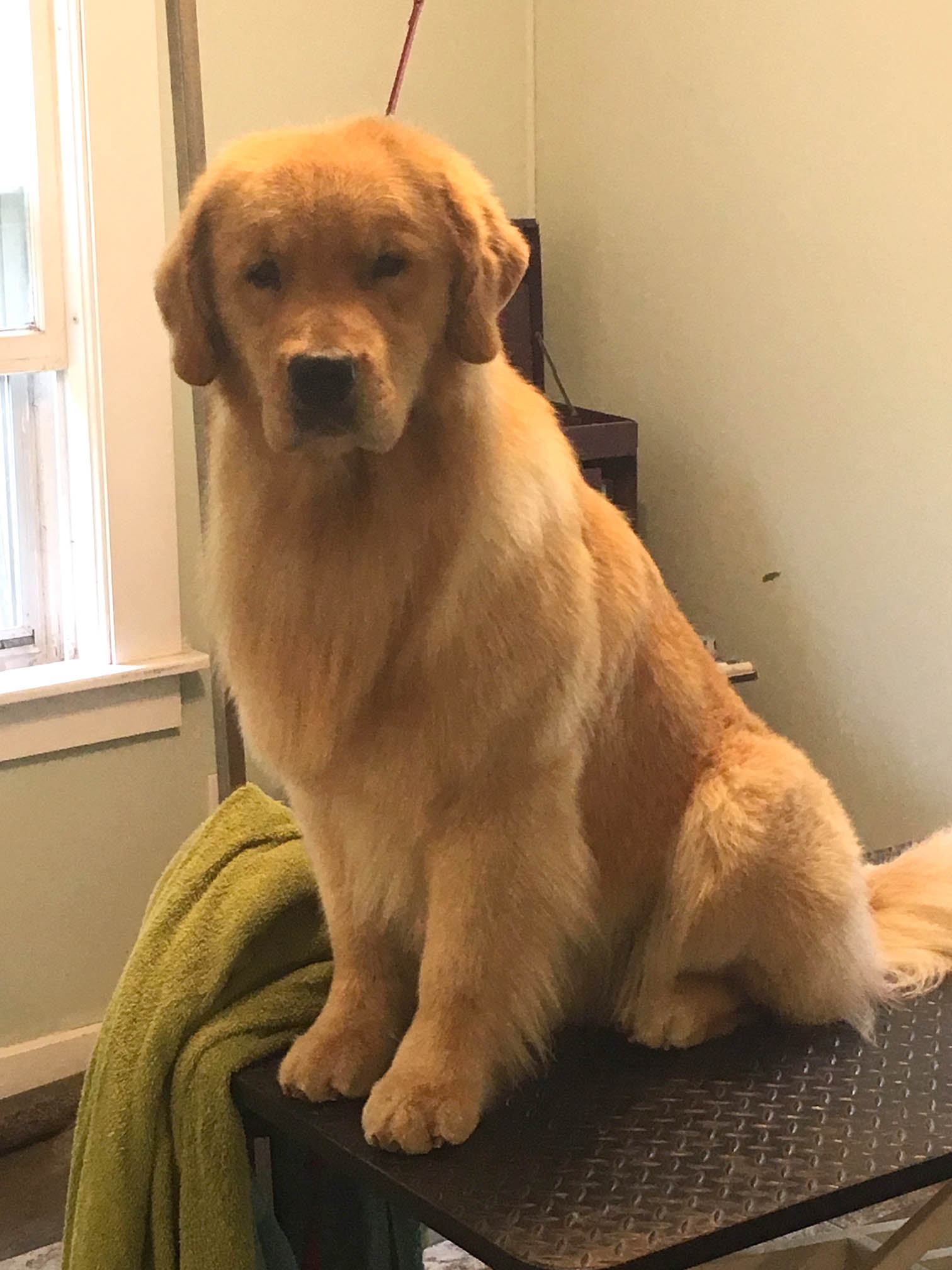 skipper