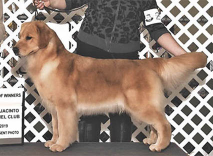 tangleloft clover