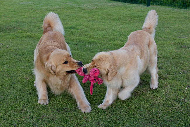 penny and jaeger