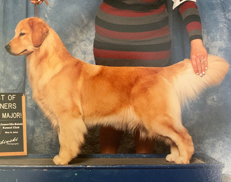 stella