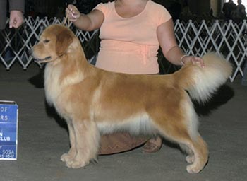 tangleloft male golden named vegas
