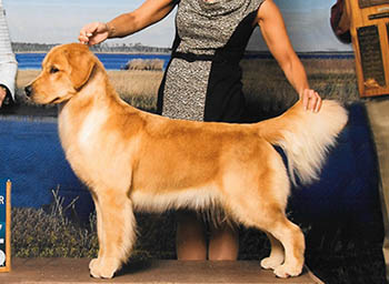 roxy Image