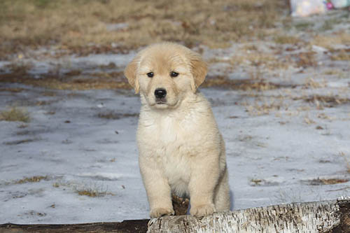 roxy puppy