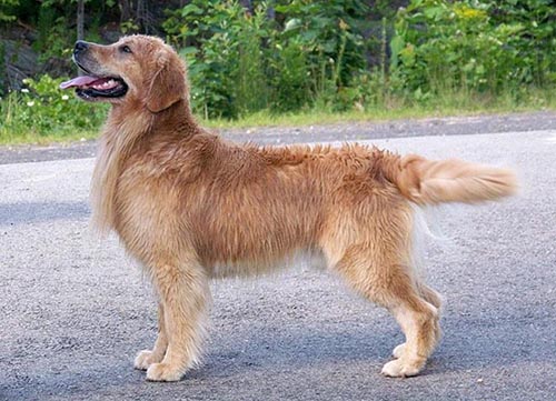 golden retriever puppies